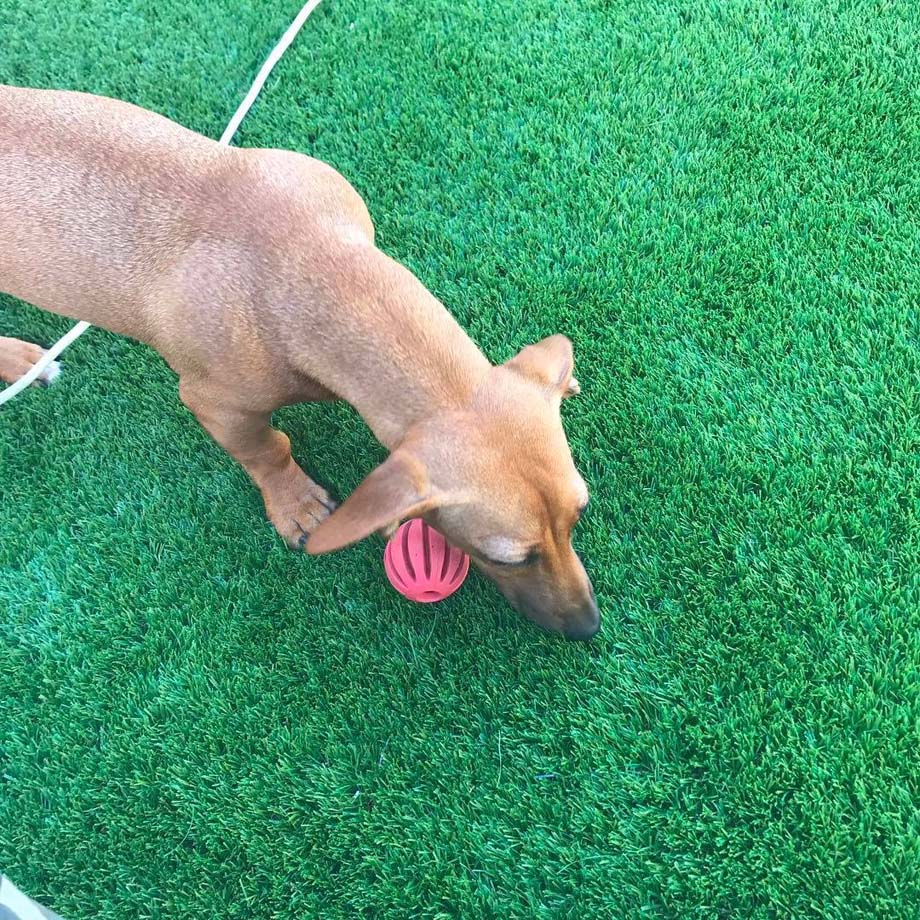 artificial grass